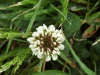 White Clover/Dutch Clover (Trifolium repens)