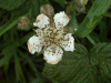Bramble/Blackberry flower (Rubus fruticosus agg)