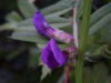 Common Vetch (Vicia sativa)