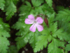 Herb-Robert (Geranium robertianum)