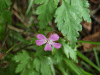 Herb-Robert (Geranium robertianum)