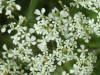 Cow Parsley (Anthriscus sylvestris)