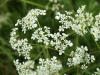 Cow Parsley (Anthriscus sylvestris)