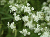 Cow Parsley (Anthriscus sylvestris)