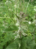 Nettle (Urtica dioica)