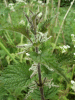 Nettle (Urtica dioica)