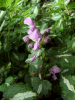 Spotted Dead Nettle (Lamium maculatum)