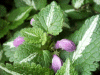 Spotted Dead Nettle (Lamium maculatum)