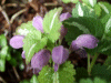 Spotted Dead Nettle (Lamium maculatum)
