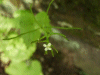 Garlic Mustard (Alliaria petiolata)