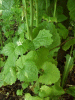 Garlic Mustard (Alliaria petiolata)