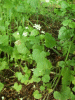 Garlic Mustard (Alliaria petiolata)