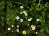 Oxeye daisy (Leucanthemum vulgare) (syn. Chrysanthemum leucanthemum)
