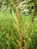 Common Sorrel (Rumex acetosa)