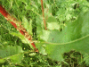 Common Sorel (Rumex acetosa)