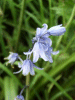 Bluebells (Hycanthinoides non-scripta)