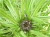 Growing thistle