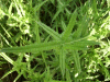 Growing thistle