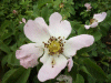 Possible Field Rose (Rosa arvensis)