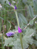 Bush Vetch (Vicia speium)