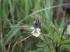 A relative of the Field Pansy (Viola arvensis)