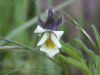 A relative of the Field Pansy (Viola arvensis)