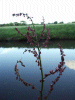 Common Sorel (Rumex acetosa)