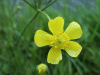 Meadow Buttercup (Ranunculus acris)