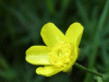 Meadow Buttercup (Ranunculus acris)