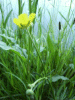 Meadow Buttercup (Ranunculus acris)