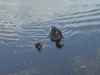 Mother duck and duckling