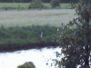 Heron fishing by the canal