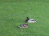 Male and female Mallard ducks