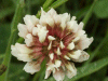 White Clover/Dutch Clover (Trifolium repens)