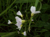 Cuckoo Flowers (Cardamine pratensis agg)