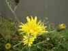 Common Catsear (Hypochaeris radicata)