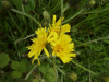 Common Catsear (Hypochaeris radicata)