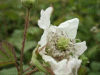 Bramble/Blackberry flower (Rubus fruticosus agg)