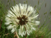 Dandelion seedhead