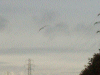 Flying heron