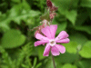 Red Campion (Silene dioica)