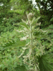 Nettle (Urtica dioica)