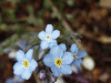 Forget-me-nots (Myosotis scorpioides)
