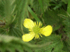 Possible Lesser Spearwort (Ranunculus flammula)
