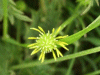 Possible Lesser Spearwort (Ranunculus flammula)