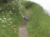 Heron on the canal path