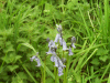 Bluebells (Hycanthinoides non-scripta)