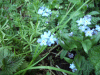 Forget-me-nots (Myosotis scorpioides)