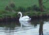 Other swan on the Canal