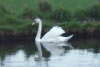Other swan on the Canal
